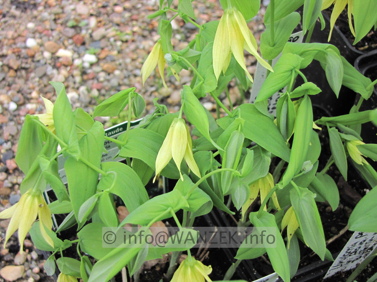 Uvularia perfoliata var flava 01.JPG